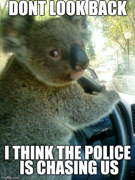 Driving koala  | DONT LOOK BACK; I THINK THE POLICE IS CHASING US | image tagged in driving koala | made w/ Imgflip meme maker