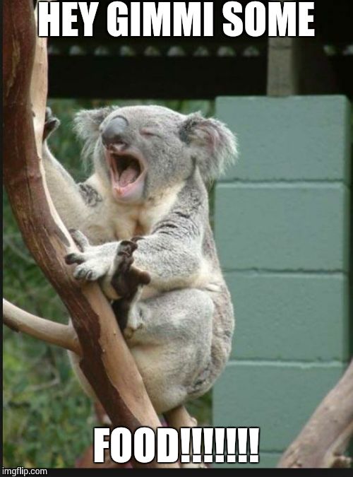 Koala yelling | HEY GIMMI SOME; FOOD!!!!!!! | image tagged in koala yelling | made w/ Imgflip meme maker