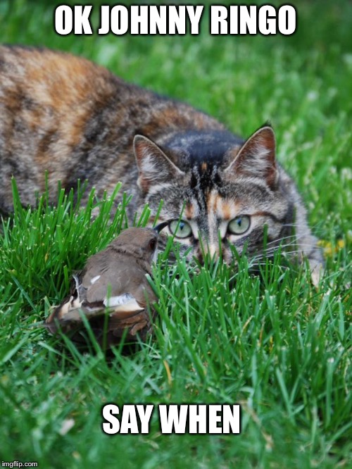 The duel between feather and claw | OK JOHNNY RINGO; SAY WHEN | image tagged in cat and bird,memes | made w/ Imgflip meme maker
