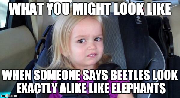 Then, that would be the stupidest people that ever existed! XD | WHAT YOU MIGHT LOOK LIKE; WHEN SOMEONE SAYS BEETLES LOOK EXACTLY ALIKE LIKE ELEPHANTS | image tagged in wtf girl,wtf,stupid,eh no | made w/ Imgflip meme maker