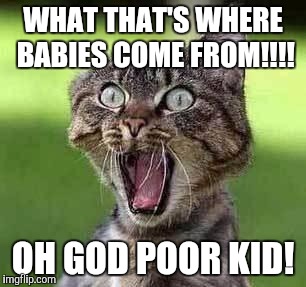 Screaming cat | WHAT THAT'S WHERE BABIES COME FROM!!!! OH GOD POOR KID! | image tagged in screaming cat | made w/ Imgflip meme maker
