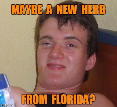 10 Guy Meme | MAYBE  A  NEW  HERB FROM  FLORIDA? | image tagged in memes,10 guy | made w/ Imgflip meme maker