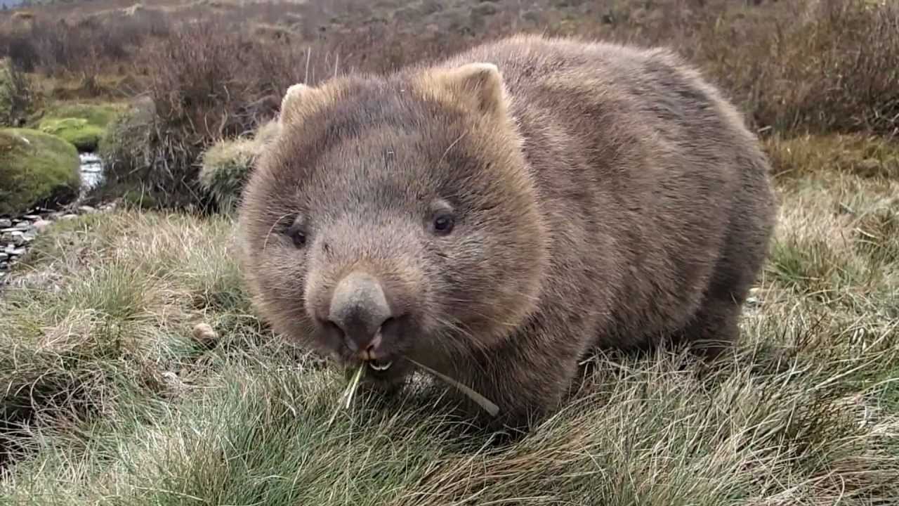 wombat Blank Meme Template