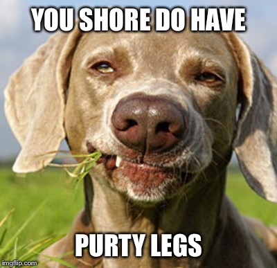  What Are Those Dogs Thinking? | YOU SHORE DO HAVE; PURTY LEGS | image tagged in pervert,dog says | made w/ Imgflip meme maker