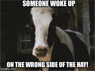 Wrong Side Of The Hay | SOMEONE WOKE UP; ON THE WRONG SIDE OF THE HAY! | image tagged in betsy,memes,charlotte's web,reba mcentire,cow | made w/ Imgflip meme maker