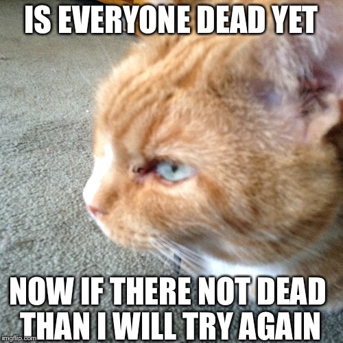 Hateful Cat | IS EVERYONE DEAD YET; NOW IF THERE NOT DEAD THAN I WILL TRY AGAIN | image tagged in grumpy cat | made w/ Imgflip meme maker