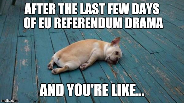 This is me | AFTER THE LAST FEW DAYS OF EU REFERENDUM DRAMA; AND YOU'RE LIKE... | image tagged in tired dog,memes,eu referendum,thatbritishviolaguy,europe,britain | made w/ Imgflip meme maker