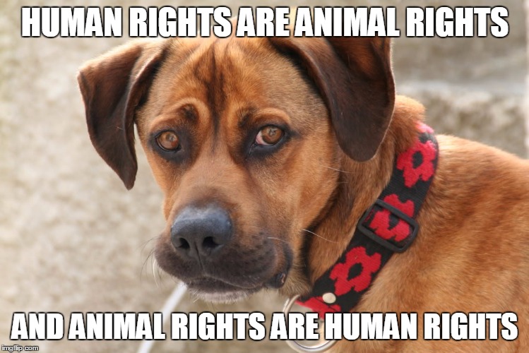 HUMAN RIGHTS ARE ANIMAL RIGHTS; AND ANIMAL RIGHTS ARE HUMAN RIGHTS | image tagged in animals | made w/ Imgflip meme maker