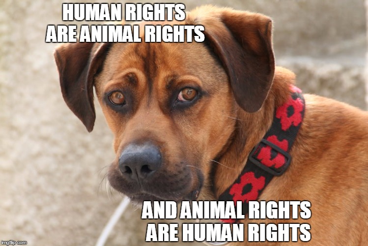 HUMAN RIGHTS ARE ANIMAL RIGHTS; AND ANIMAL RIGHTS ARE HUMAN RIGHTS | image tagged in animals | made w/ Imgflip meme maker