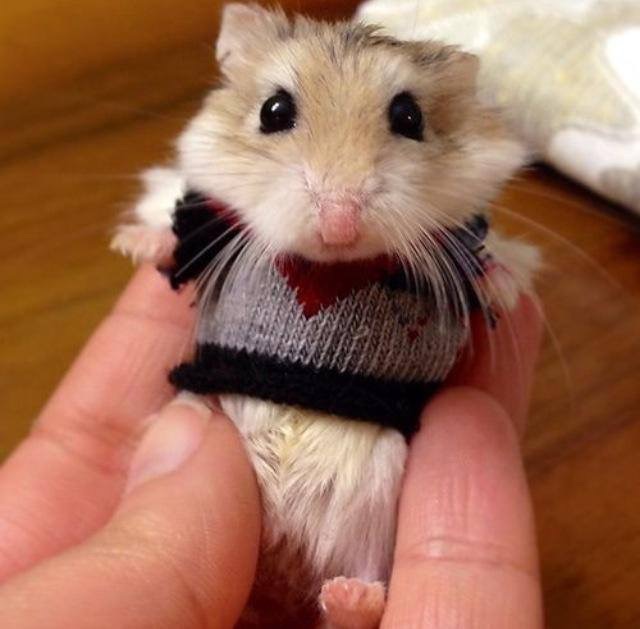 Hampster in sweater Blank Meme Template