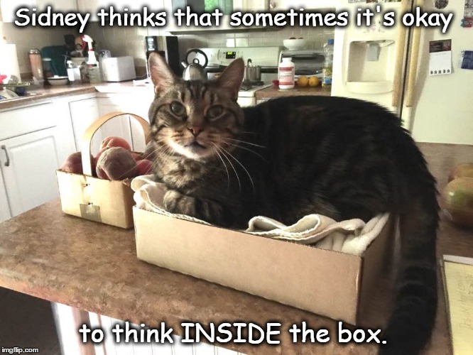 Sidney | Sidney thinks that sometimes it's okay; to think INSIDE the box. | image tagged in funny | made w/ Imgflip meme maker