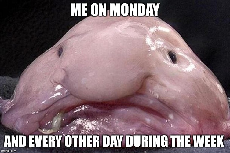 Blobfish | ME ON MONDAY; AND EVERY OTHER DAY DURING THE WEEK | image tagged in blobfish | made w/ Imgflip meme maker