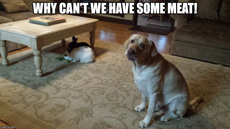 MEAT! | WHY CAN'T WE HAVE SOME MEAT! | image tagged in unlikely friends,bunny humor,bunnynatureorg | made w/ Imgflip meme maker