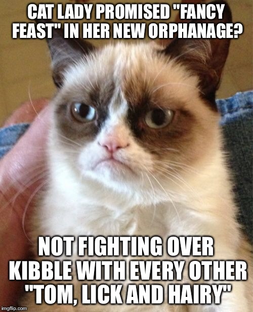 I need a Referral to Re-Feral? | CAT LADY PROMISED "FANCY FEAST" IN HER NEW ORPHANAGE? NOT FIGHTING OVER KIBBLE WITH EVERY OTHER "TOM, LICK AND HAIRY" | image tagged in memes,grumpy cat | made w/ Imgflip meme maker