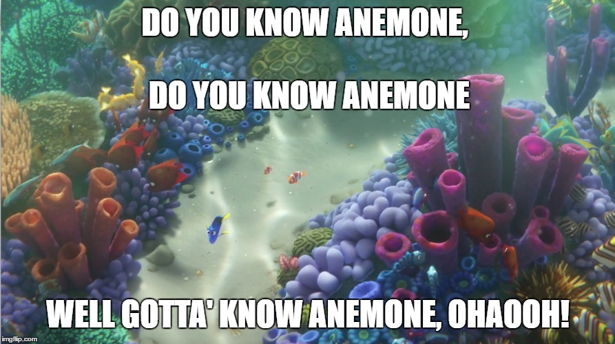Green Day meets Dory | DO YOU KNOW ANEMONE, DO YOU KNOW ANEMONE; WELL GOTTA' KNOW ANEMONE, OHAOOH! | image tagged in green day,know your enemy | made w/ Imgflip meme maker