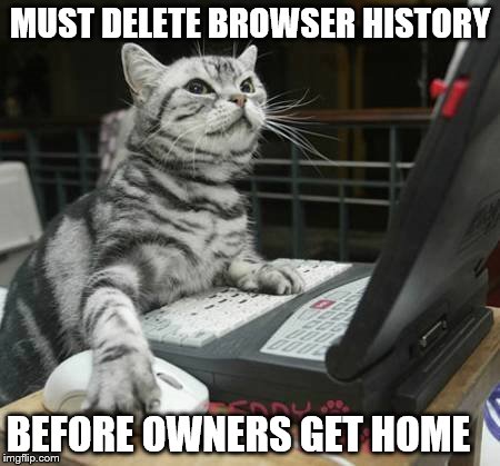 MUST DELETE BROWSER HISTORY; BEFORE OWNERS GET HOME | image tagged in cat | made w/ Imgflip meme maker