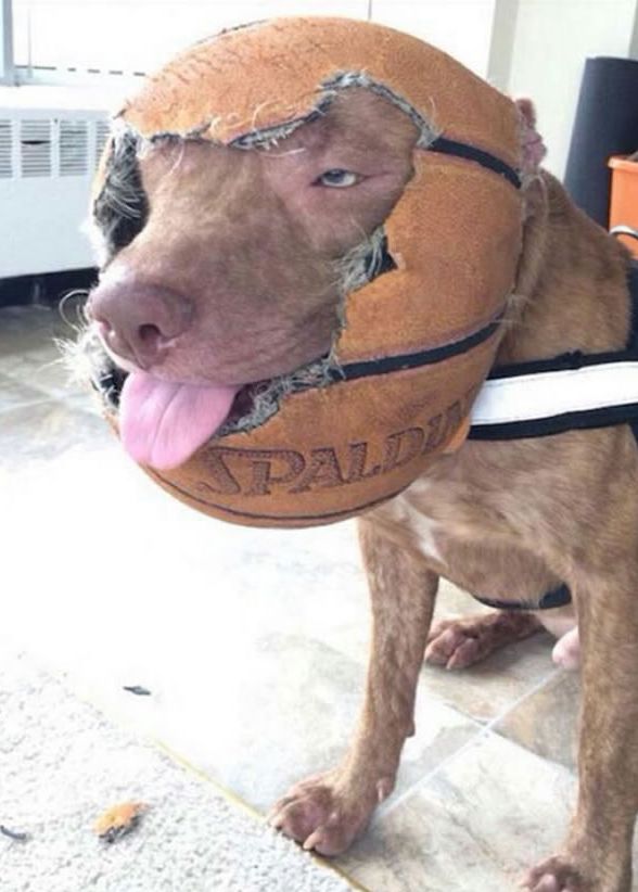 basketball dog Blank Meme Template