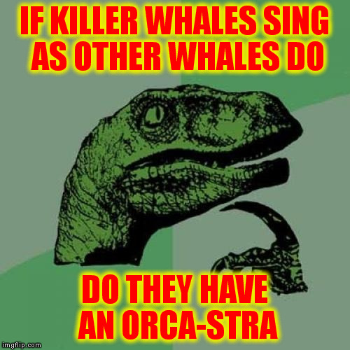 Philosoraptor | IF KILLER WHALES SING AS OTHER WHALES DO; DO THEY HAVE AN ORCA-STRA | image tagged in memes,philosoraptor | made w/ Imgflip meme maker