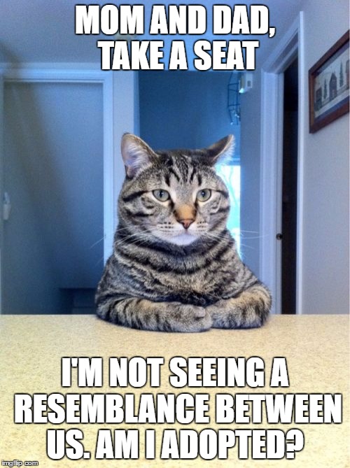 This is why cats freak out | MOM AND DAD, TAKE A SEAT; I'M NOT SEEING A RESEMBLANCE BETWEEN US. AM I ADOPTED? | image tagged in memes,take a seat cat | made w/ Imgflip meme maker