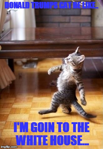 Cool Cat Stroll | DONALD TRUMPS CAT BE LIKE.. I'M GOIN TO THE WHITE HOUSE... | image tagged in memes,cool cat stroll | made w/ Imgflip meme maker