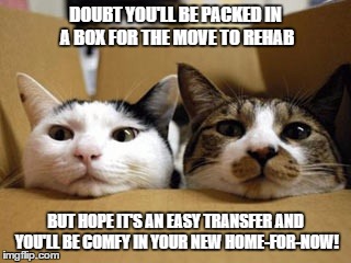 Moving cats | DOUBT YOU'LL BE PACKED IN A BOX FOR THE MOVE TO REHAB; BUT HOPE IT'S AN EASY TRANSFER AND YOU'LL BE COMFY IN YOUR NEW HOME-FOR-NOW! | image tagged in moving cats | made w/ Imgflip meme maker