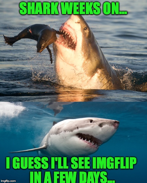 I love shark week! | SHARK WEEKS ON... I GUESS I'LL SEE IMGFLIP IN A FEW DAYS... | image tagged in memes,funny,relatable,lol,shark week,imgflip | made w/ Imgflip meme maker