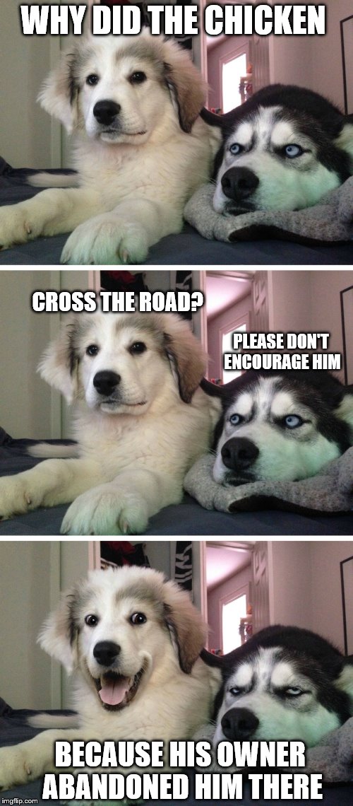 Bad pun dogs | WHY DID THE CHICKEN; CROSS THE ROAD? PLEASE DON'T ENCOURAGE HIM; BECAUSE HIS OWNER ABANDONED HIM THERE | image tagged in bad pun dogs | made w/ Imgflip meme maker