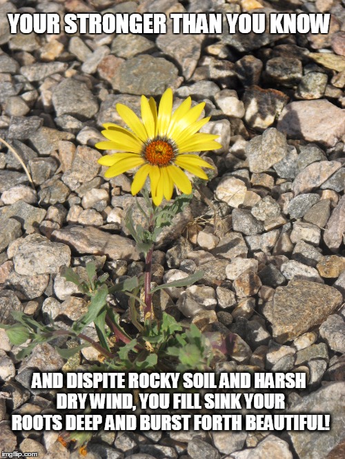 Daisy in the rocks | YOUR STRONGER THAN YOU KNOW; AND DISPITE ROCKY SOIL AND HARSH DRY WIND, YOU FILL SINK YOUR ROOTS DEEP AND BURST FORTH BEAUTIFUL! | image tagged in strength,flowers,life lessons | made w/ Imgflip meme maker