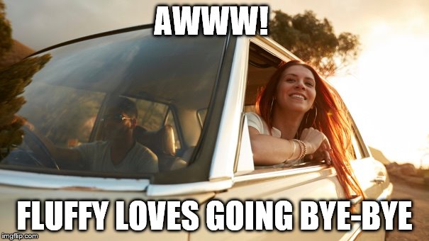 AWWW! FLUFFY LOVES GOING BYE-BYE | image tagged in car | made w/ Imgflip meme maker