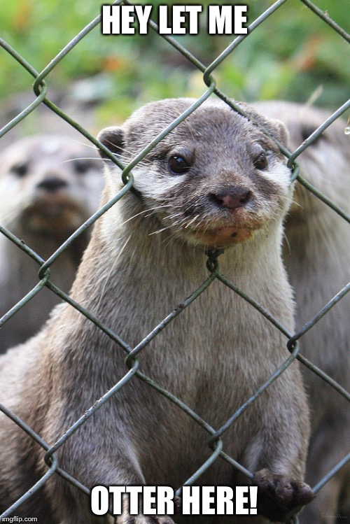 Otter fence | HEY LET ME; OTTER HERE! | image tagged in otter fence | made w/ Imgflip meme maker