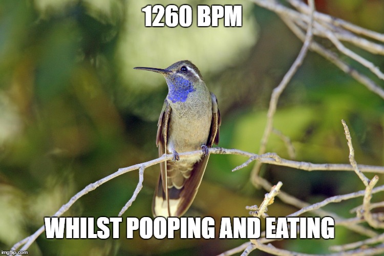 1260 BPM; WHILST POOPING AND EATING | made w/ Imgflip meme maker