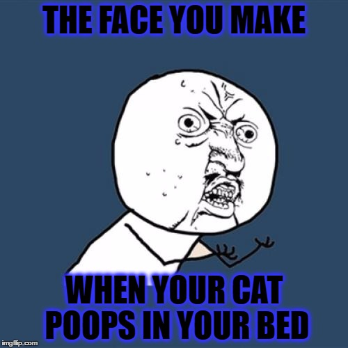 Y U No | THE FACE YOU MAKE; WHEN YOUR CAT POOPS IN YOUR BED | image tagged in memes,y u no | made w/ Imgflip meme maker