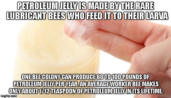 Did you know | PETROLEUM JELLY IS MADE BY THE RARE  LUBRICANT BEES WHO FEED IT TO THEIR LARVA; ONE BEE COLONY CAN PRODUCE 60 TO 100 POUNDS OF PETROLEUM JELLY PER YEAR. AN AVERAGE WORKER BEE MAKES ONLY ABOUT 1/12 TEASPOON OF PETROLEUM JELLY IN ITS LIFETIME. | image tagged in bees,fyi,did you know | made w/ Imgflip meme maker