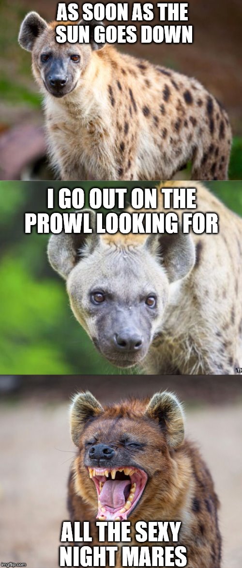 I'm Not Even a Dog | AS SOON AS THE SUN GOES DOWN; I GO OUT ON THE PROWL LOOKING FOR; ALL THE SEXY NIGHT MARES | image tagged in bad pun hyena,memes,bad puns,bad pun dogs,funny,animals | made w/ Imgflip meme maker