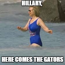 gatorbait | HILLARY, HERE COMES THE GATORS | image tagged in memes | made w/ Imgflip meme maker