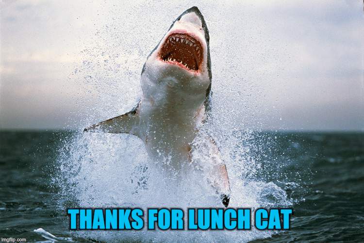 THANKS FOR LUNCH CAT | made w/ Imgflip meme maker