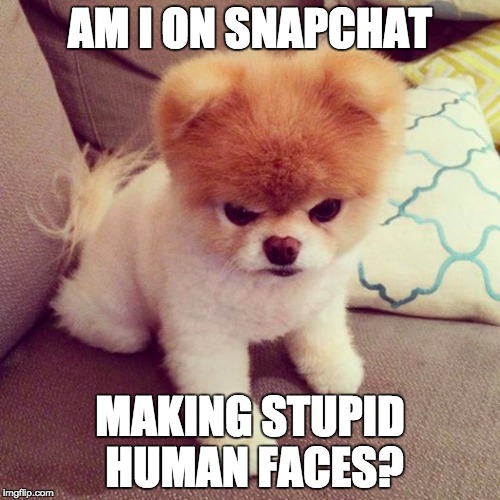 Snapchat Dog | AM I ON SNAPCHAT; MAKING STUPID HUMAN FACES? | image tagged in funny,memes,dogs | made w/ Imgflip meme maker