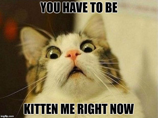 Scared Cat | YOU HAVE TO BE; KITTEN ME RIGHT NOW | image tagged in memes,scared cat | made w/ Imgflip meme maker