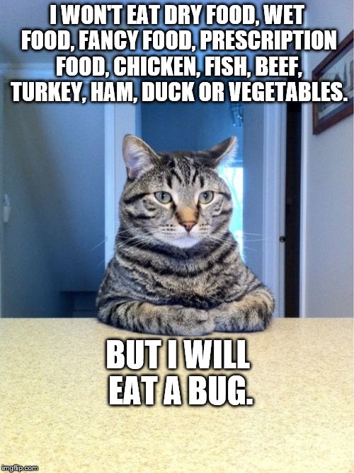 Take A Seat Cat Meme | I WON'T EAT DRY FOOD, WET FOOD, FANCY FOOD, PRESCRIPTION FOOD, CHICKEN, FISH, BEEF, TURKEY, HAM, DUCK OR VEGETABLES. BUT I WILL EAT A BUG. | image tagged in memes,take a seat cat | made w/ Imgflip meme maker