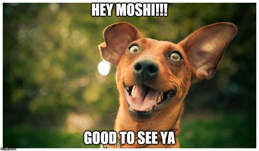 crazy mutt | HEY MOSHI!!! GOOD TO SEE YA | image tagged in crazy mutt | made w/ Imgflip meme maker