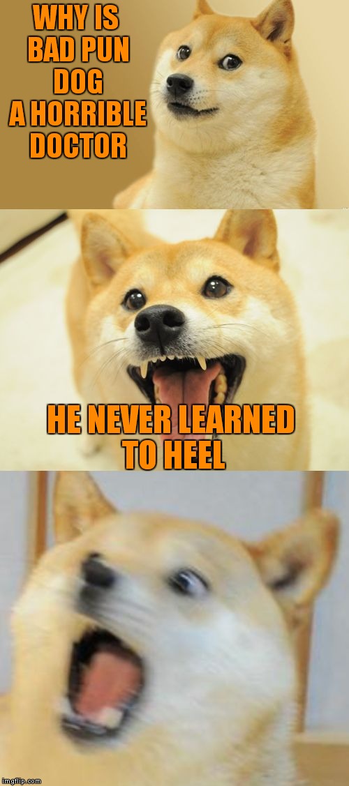 Bad Pun Doge | WHY IS BAD PUN DOG A HORRIBLE DOCTOR; HE NEVER LEARNED TO HEEL | image tagged in bad pun doge | made w/ Imgflip meme maker