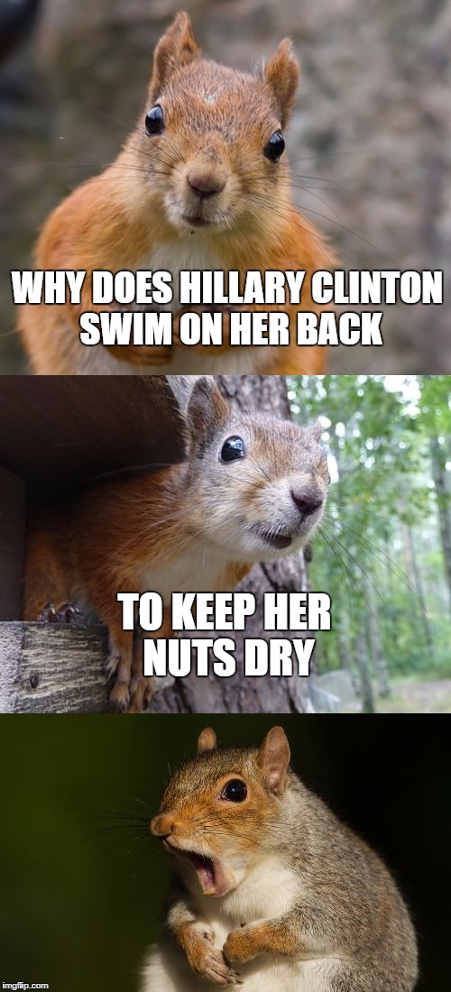burn pun squirrel | WHY DOES HILLARY CLINTON SWIM ON HER BACK; TO KEEP HER NUTS DRY | image tagged in bad pun squirrel,apply cold water to burned area,hillary clinton | made w/ Imgflip meme maker