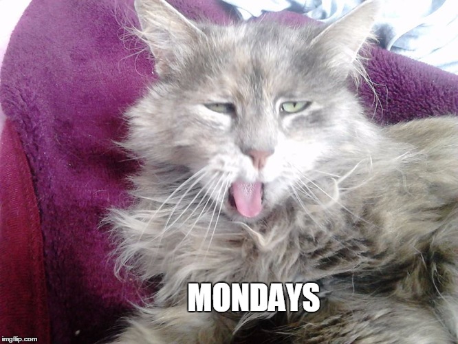 MONDAYS | image tagged in lawlcat | made w/ Imgflip meme maker