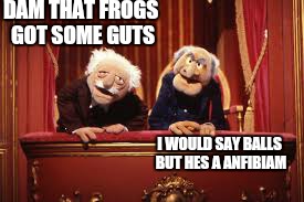 DAM THAT FROGS GOT SOME GUTS I WOULD SAY BALLS BUT HES A ANFIBIAM | made w/ Imgflip meme maker