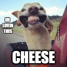 IM LOVIN THIS; CHEESE | image tagged in cheese | made w/ Imgflip meme maker