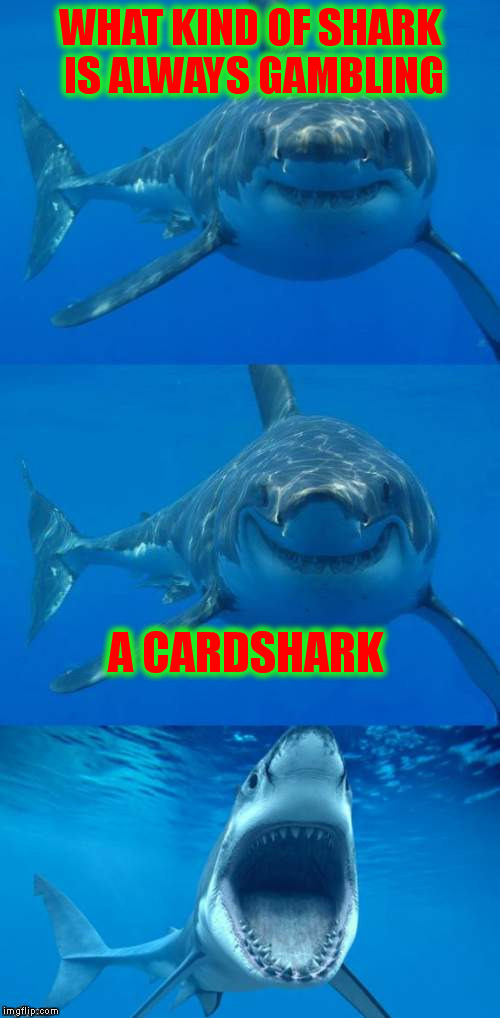 Bad Shark Pun  | WHAT KIND OF SHARK IS ALWAYS GAMBLING; A CARDSHARK | image tagged in bad shark pun | made w/ Imgflip meme maker