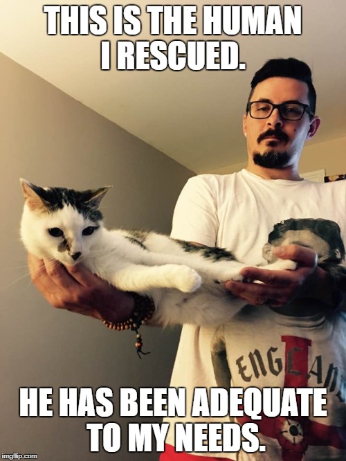 rescue | THIS IS THE HUMAN I RESCUED. HE HAS BEEN ADEQUATE TO MY NEEDS. | image tagged in cat,cat ruler | made w/ Imgflip meme maker