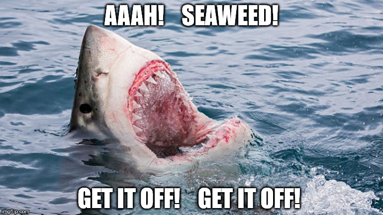 Shark Week Fun  :) | AAAH!    SEAWEED! GET IT OFF!    GET IT OFF! | image tagged in funny memes,funny animals,sharks | made w/ Imgflip meme maker