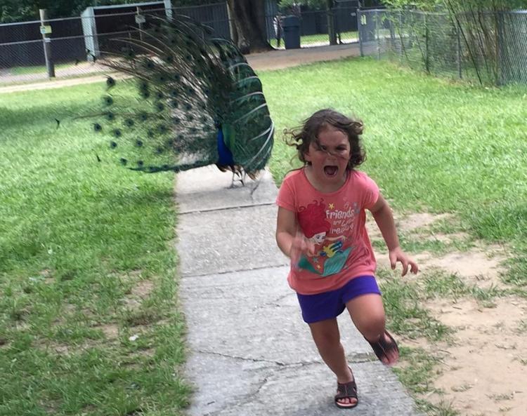 Peacock chasing kid Blank Meme Template