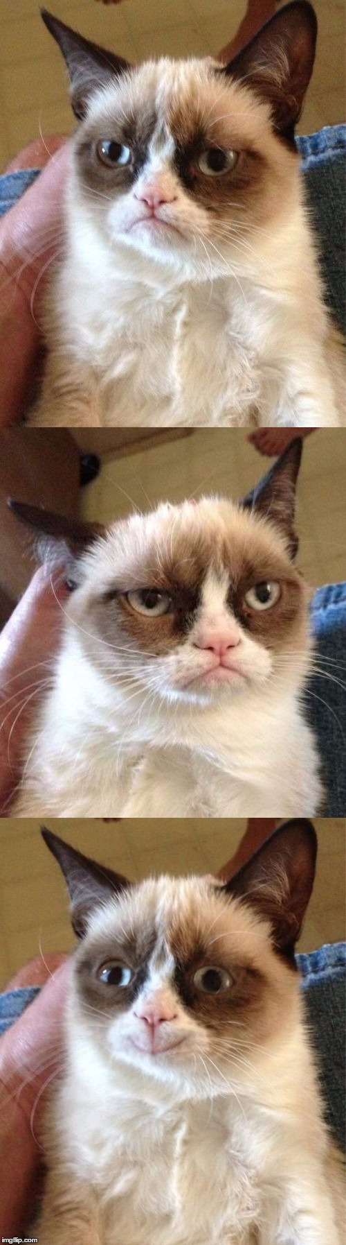 Bad Pun Grumpy Cat Blank Meme Template